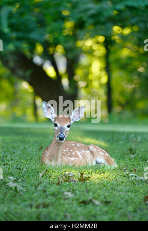 White tailed fawn resting on grass during late afternoon Stock Photo