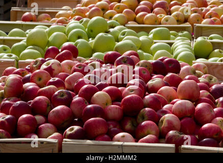 Apples on a market stall in France Stock Photo