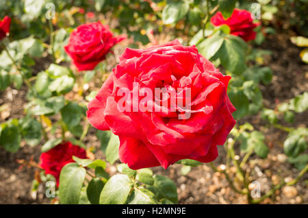 Rosa Loving Memory in flower Stock Photo