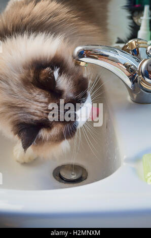 Ragdoll cat drinking water from a bathroom sink Stock Photo