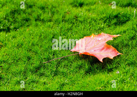 A single Red Maple leaf on a bed of moss. Stock Photo
