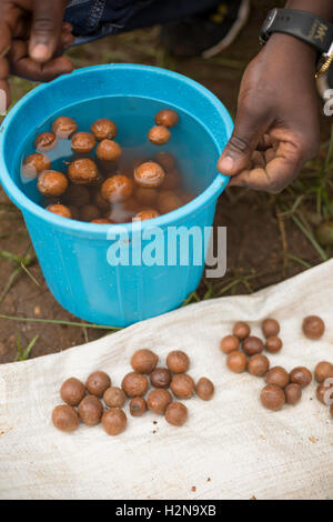 A fair trade producer performs a quality check float test on a farmer’s macadamia nut harvest in Kirinyaga County, Kenya. Stock Photo