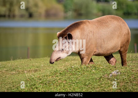 Tapir in a clearing, in the wild Stock Photo