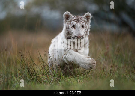 Royal Bengal Tiger / Koenigstiger ( Panthera tigris ), white morph in typical surrounding, jumping through marshland, dynamic. Stock Photo