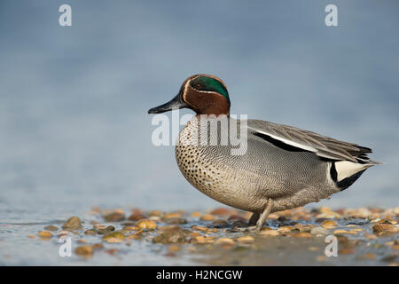 Teal ( Anas crecca ), male drake, in colorful breeding dress, standing on a mussel bank in wadden sea, full body, side view. Stock Photo