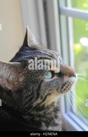 Beautiful green eyed tabby cat looking out the window on a sunny day Stock Photo