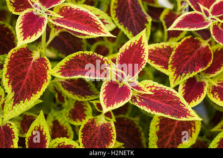 Solenostemon. Coleus leaves. Stock Photo