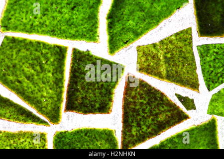 Mosaic from broken ceramic tiles in apple green. Stock Photo