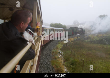 Welsh Highland Railway WHR North Wales - Rusty the Jack Russell Dog enjoys his ride looking out from the open coach steam engine soft focus behind Stock Photo