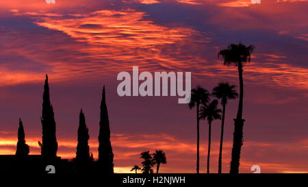 Tall Palm trees silhouetted against a dramatic pink and red sunrise Stock Photo