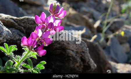 Desert purple Lupine flower (Lupinus sparsiflorus) on coyote mountain rocks in Anza-Borrego Desert State Park, California USA Stock Photo