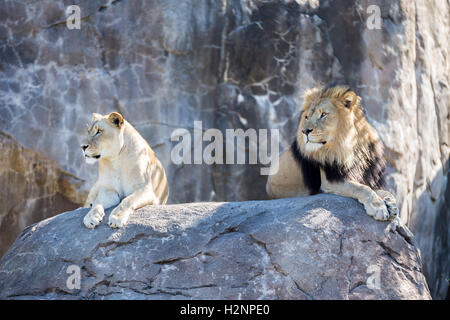 Male and female lion laying on a rock. Stock Photo