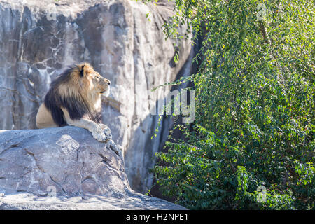 Male lion laying on a rock with open space on the side. Stock Photo