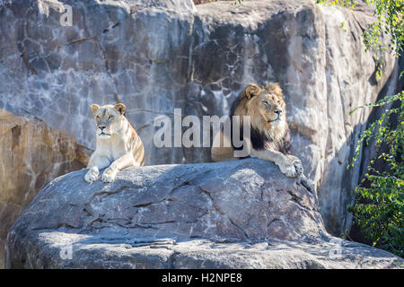 Male and female lion laying on a rock. Stock Photo