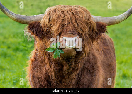 Unfiltered version of leaves chewing highland cattle bull with iron nose ring on a green meadow. Stock Photo