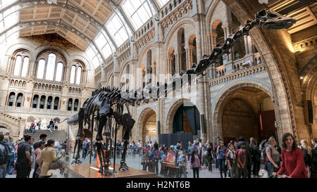 'Dippy' the Diplodocus Dinosaur at the Natural History Museum in London Stock Photo