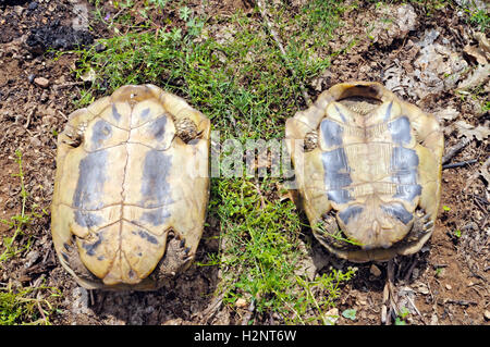 Hermann's tortoise (Testudo hermanni) in a pine forest, Patras area ...