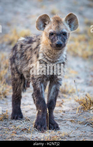 Young spotted laughing hyena (Crocuta crocuta), Timbavati Game Reserve, South Africa Stock Photo