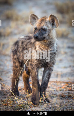 Young spotted laughing hyena (Crocuta crocuta), Timbavati Game Reserve, South Africa Stock Photo