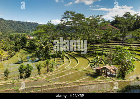 Indonesia, Bali, Sidemen, tiered rice terraces in River Unda valley