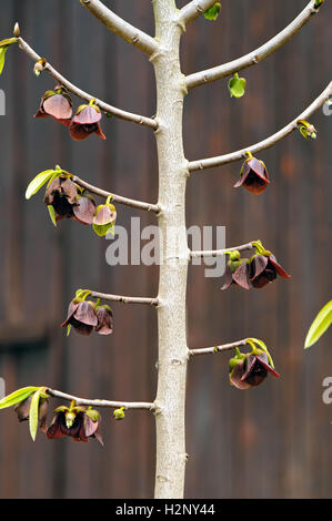 The pawpaw (Asimina triloba) is an understory tree, native to North America with red-purple flowers. Stock Photo