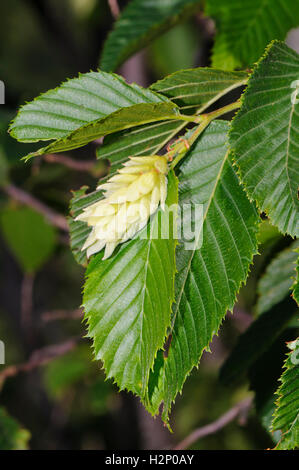 Foliage and papery fruiting structures of Hop Hornbeam (Ostrya carpinifolia). Stock Photo