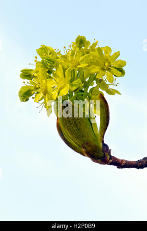 Close up of Norway maple (Acer platanoides) flowers. Stock Photo