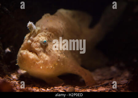 Striated frogfish (Antennarius striatus), also known as the hairy frogfish. Stock Photo