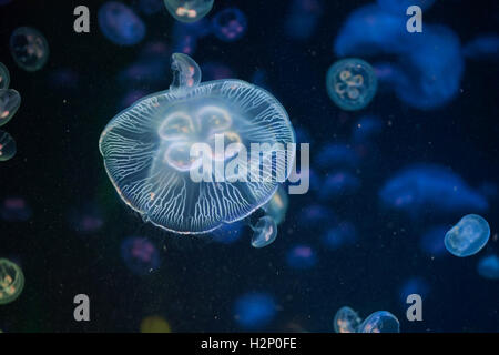 Moon jellyfish (Aurelia aurita). Sea animals. Stock Photo