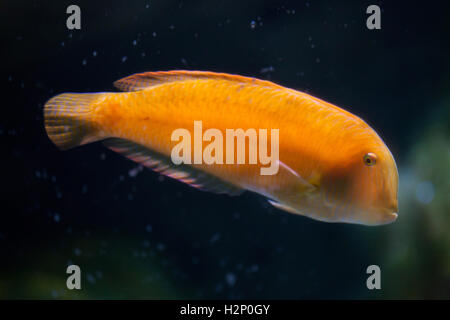 Pearly razorfish (Xyrichtys novacula), also known as the cleaver wrasse. Stock Photo