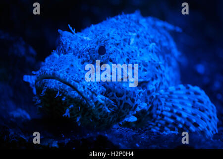 Red scorpionfish (Scorpaena scrofa), also known as the bigscale scorpionfish. Stock Photo