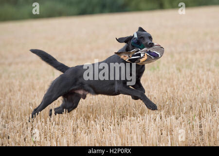 labrador retriever working on a duck shoot Stock Photo