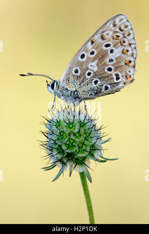 Adonis Blue / Himmelblauer Bläuling ( Polyommatus bellargus ), close up, side view, resting butterfly, common, calcareous grass. Stock Photo