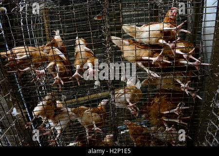 NIGERIA, Oyo State, Ibadan, village Ilora, egg layer hen keeping in cages / Eierproduktion, Legehennenhaltung in Kaefigen Stock Photo