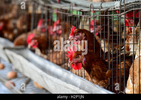 NIGERIA, Oyo State, Ibadan, village Ilora, egg layer hen keeping in cages / Eierproduktion, Legehennenhaltung in Kaefigen Stock Photo