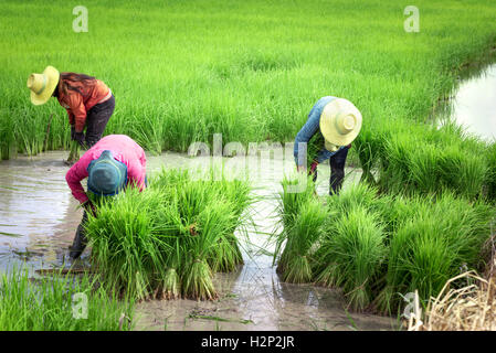 farmers transplant rice seedlings on the fields in rainy season Stock Photo