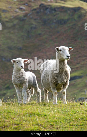 A mother sheep and lamb stand alert at the Matukituki Valley in the South Island of New Zealand. Stock Photo