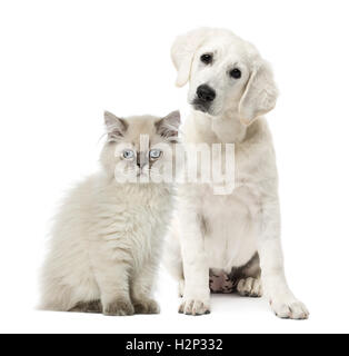 Cat and dog sitting isolated on white Stock Photo