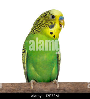 Perched Melopsittacus undulatus, also known as Budgie with beak open, isolated on white Stock Photo