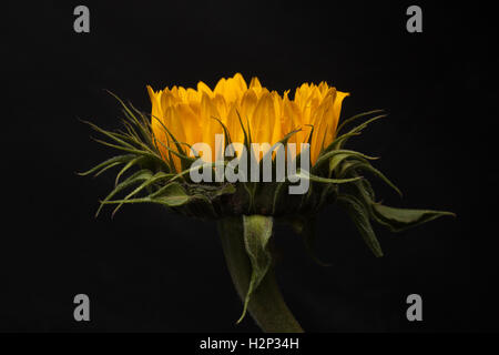 Studio photograph of a sunflower on black background Stock Photo