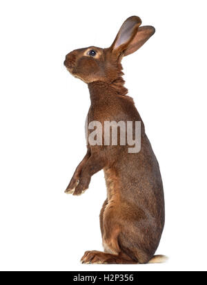 Side view of Belgian Hare on hind legs isolated on white Stock Photo