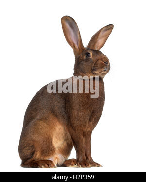 Side view of Belgian Hare isolated on white Stock Photo