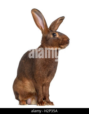 Side view of Belgian Hare isolated on white Stock Photo