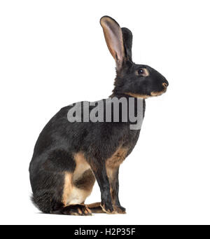 Side view of Belgian Hare isolated on white Stock Photo