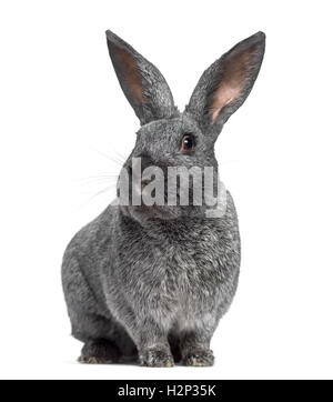 White Rabbit Facing White rabbit facing camera on white background Stock Photo - Alamy