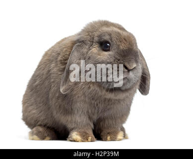 Lop Rabbit Side Side view of a cute Holland Lop rabbit isolated on white Stock Photo ...