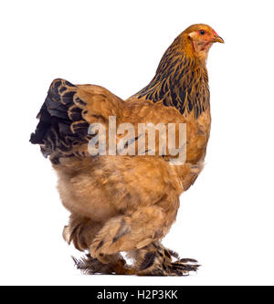 Gold Laced Brahma Chick