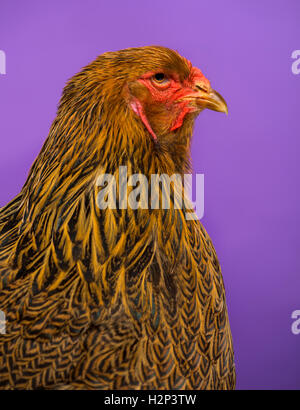 Close-up of a side of Brahma chicken against purple background Stock Photo