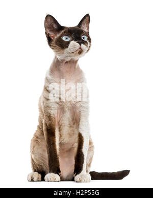 Devon rex staring sitting isolated on white Stock Photo