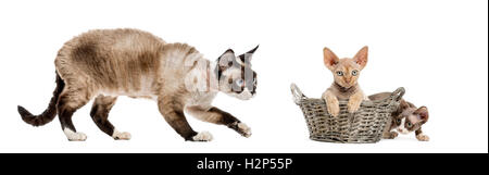 Mom Devon rex and her kittens playing isolated on white Stock Photo
